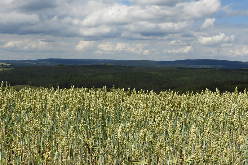 Waldpark Grünheide in Auerbach im Vogtland