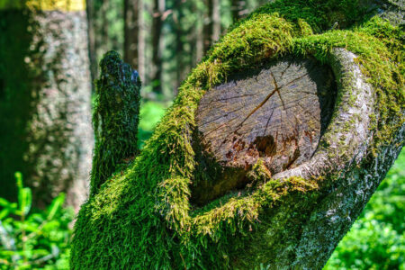 Neureichenau im Bayerischen Wald