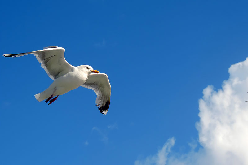 Insel Borkum in der Nordsee