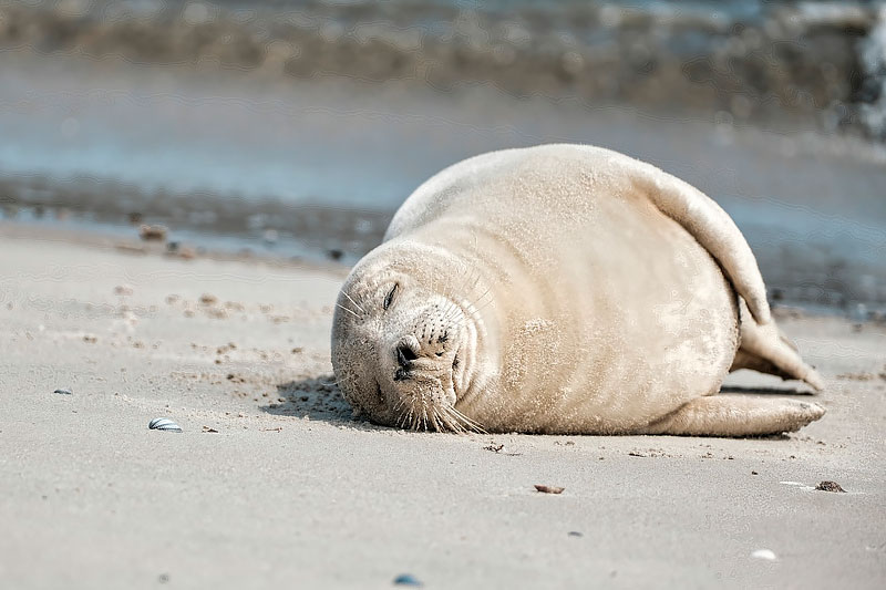 Insel Norderney in der Nordsee