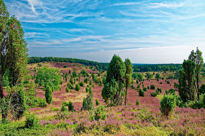 Lüneburger Heide in Niedersachsen