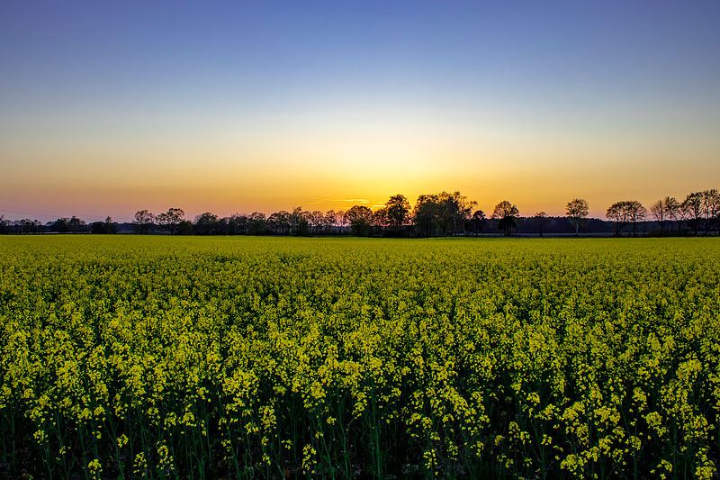 Lüneburger Heide in Niedersachsen