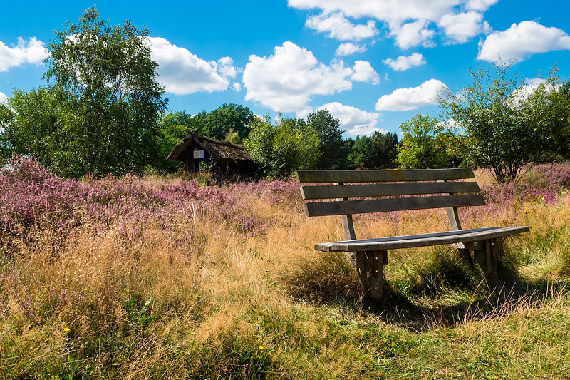 Lüneburger Heide in Niedersachsen