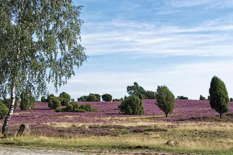 Lüneburger Heide in Niedersachsen