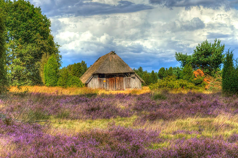 Lüneburger Heide in Niedersachsen