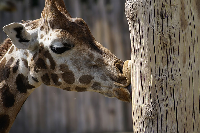 Zoo Leipzig, Sachsen