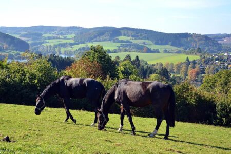 Föckinghausen im Sauerland