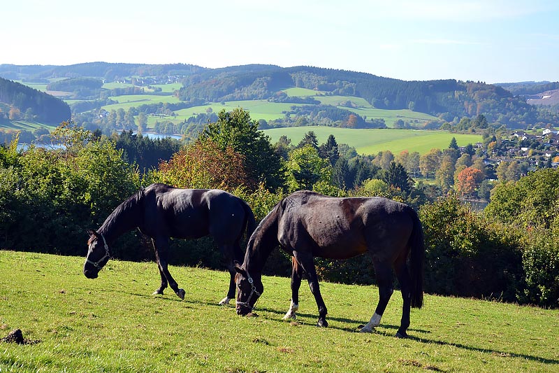 Föckinghausen im Sauerland